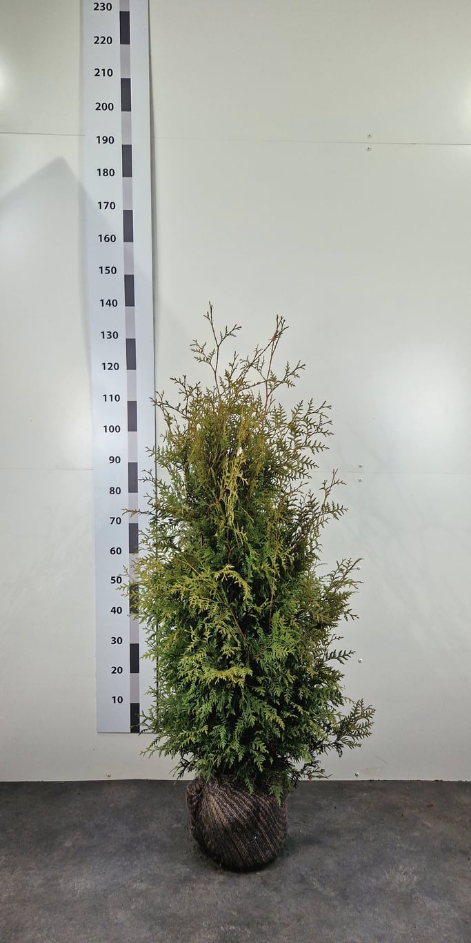 Thuja occ. 'Brabant' - 120-140 CM RB
